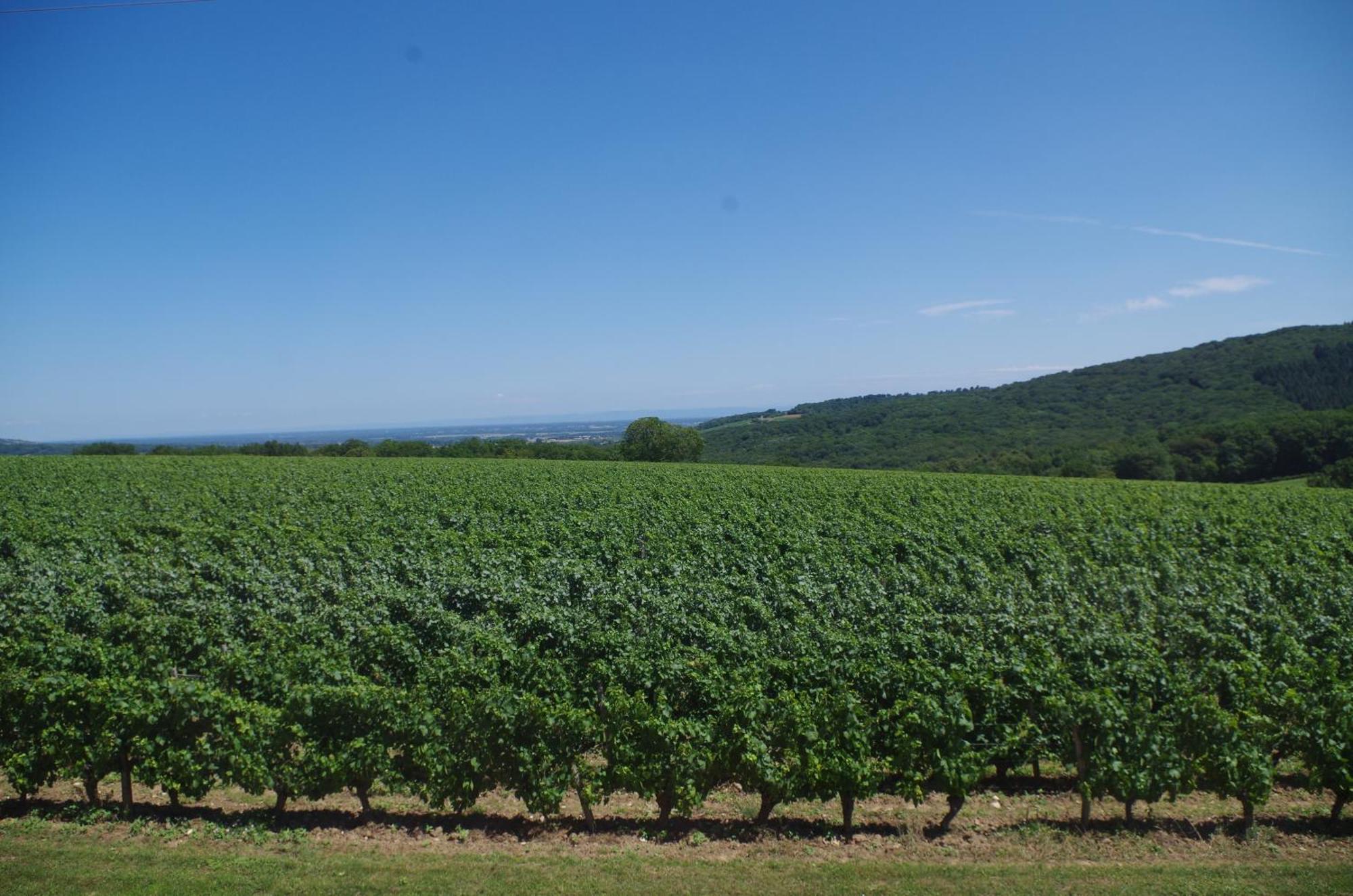 Domaine Joseph Lafarge Wine Resort Winemaker House La Maison Du Negociant Lugny Exteriör bild